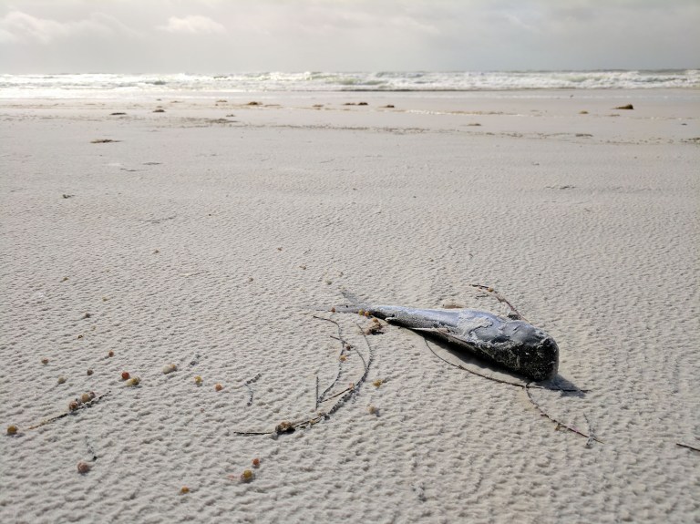 Siesta Key Beach Red Tide Siesta Key Beach Red Tide